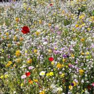 Effektive Wege, wie Pflanzen Bienen anlocken
